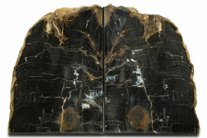 Tall, Petrified Wood Bookends - Sweet Home, Oregon #344141